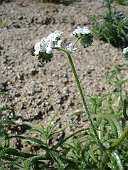cryptantha intermedia with hippodamia convergens